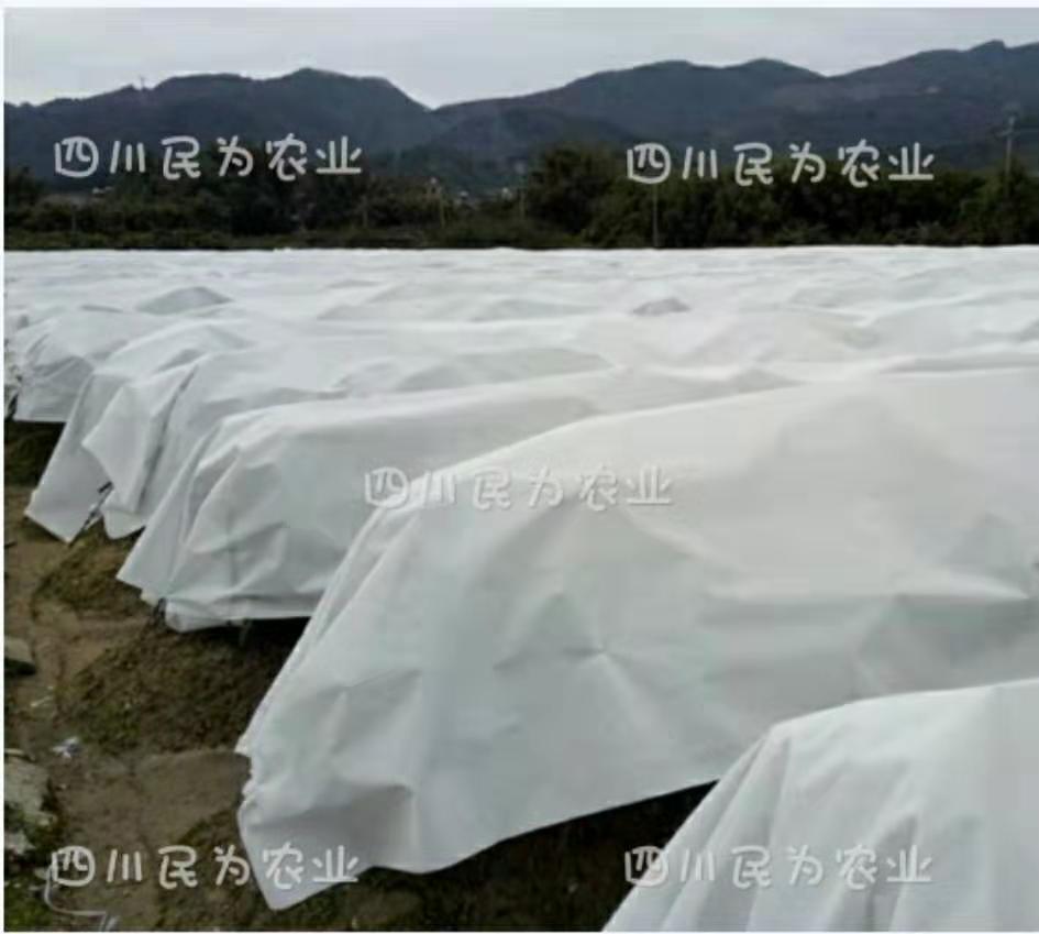 防寒布3.jpg